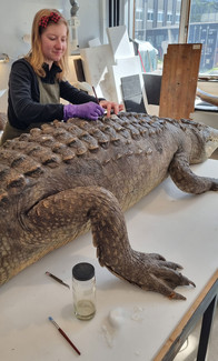 Erasmusstuderende i gang med at tjekke en krokodille fra udstillingen.