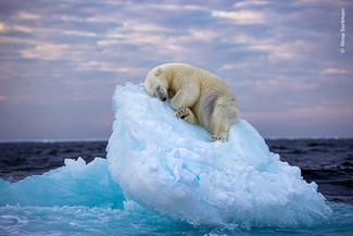 Nima Sarikhani, Wildlife Photographer of the Year