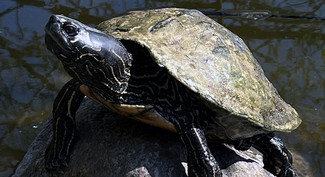  Nordamerikansk-Terrapin_Botanisk-Have-1100x600 Nordamerikansk Terrapin i Botanisk-Have 