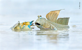 Ofer Levy, Wildlife Photographer of the Year