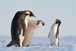 Stefan Christmann, Wildlife Photographer of the Year