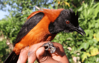 Den giftigste af fugl lever i Ny Guinea og hedder Pitohui. Foto: Knud Jønsson.