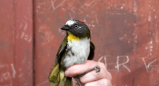 En af de nye giftfugle er "rødnakket klokkefugl" (Aleadryas rufinucha) Foto: Knud Jønsson