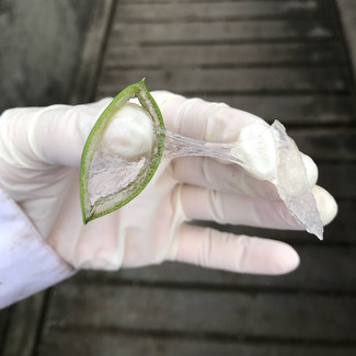 Aloe klistrer Sukkerstoffer i Aloe er en vigtig del af planternes medicinske brug. Foto: Louise Isager Ahl, Statens Naturhistoriske Museu