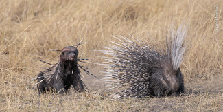 En beslutsom honninggrævling forsøger at fange et pigget måltid. © David Northall, Wildlife Photographer of the Year