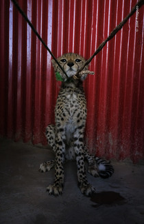 Eller det hjertegribende foto af en gepardunge, som venter på at blive solgt i Somali-regionen i Etiopien? © Jose Fragozo, Wildlife Photographer of the Year