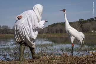 Eller måske billedet af en forklædt biolog, der nærmer sig en truet trompetértrane for at udføre et helbredstjek og skifte dens GPS i Louisiana, USA? © Michael Forsberg, Wildlife Photographer of the Year