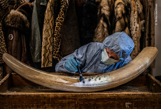 'Wildlife Photographer of the Year' viser også billeder af en nødlidende natur, som fotoet af en kriminaltekniker fra Londons Politi, der leder efter fingeraftryk på en beslaglagt stødtand. © Britta Jaschinski, 'Wildlife Photographer of the Year'