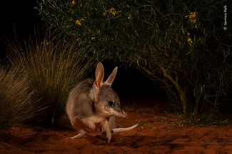 Impact-prisen: Jannico Kelks billede sætter fokus på, hvordan en bevaringsindsats har fået bestanden af store bilbyer i South Australia tilbage på ret kurs, efter at pungdyrene var tæt på udryddelse. © Jannico Kelk, 'Wildlife Photographer of the Year'