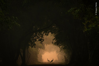 Dygtige naturfotografer indfanger momenter af stor skønhed, som når to påfugle i Rajasthan i Indien udgør ’det perfekte foto’. © Shreyovi Mehta, 'Wildlife Photographer of the Year'