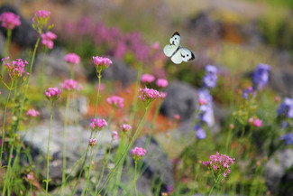 Green Attraction