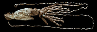 Kæmpeblæksprutte, Architeuthis dux
