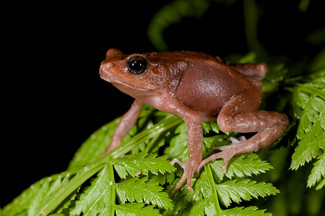 En af de nye tudsearter, som hedder Nectophrynoides-viviparus - Statens Naturhistoriske Museum