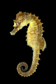 Søhest