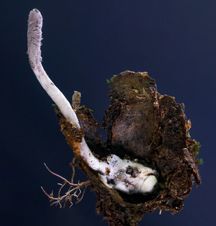 Den nyopdagede svamp, Purpureocillium atlanticum.
