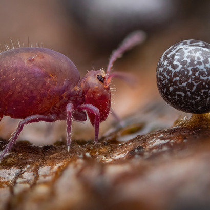 Alexis Tinker-Tsavalas ©, Wildlife Photographer of the Year