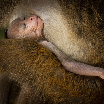 Foto af Hikkaduwa Liyanage Prasantha Vinod ©, Wildlife Photographer of the Year