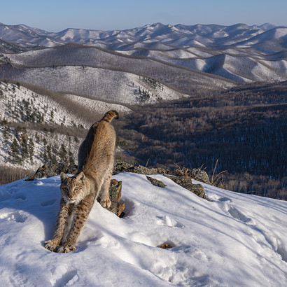 Igor Metelskiy ©, Wildlife Photographer of the Year