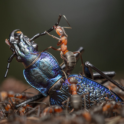 Foto af Ingo Arndt ©, Wildlife Photographer of the Year