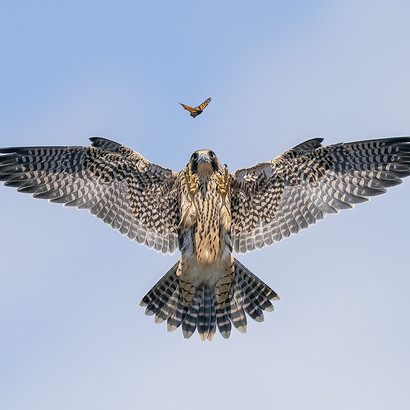 Jack Zhi ©, Wildlife Photographer of the Year