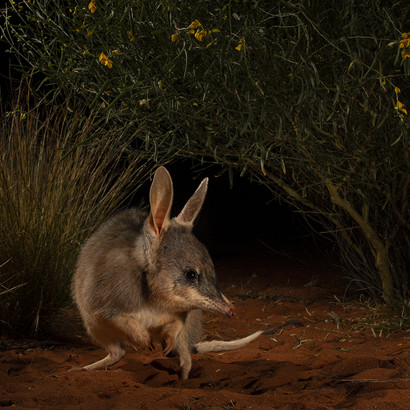 Jannico Kelk ©, Wildlife Photographer of the Year