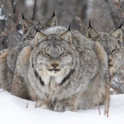 John Marriott ©, Wildlife Photographer of the Year