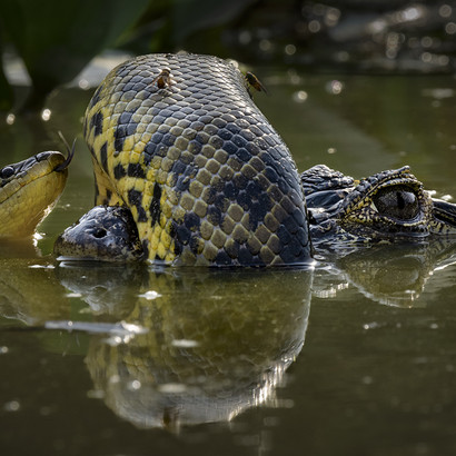 Karine Aigner ©, Wildlife Photographer of the Year