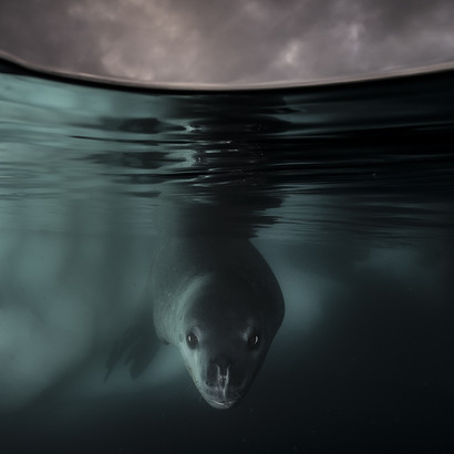 Matthew Smith ©, Wildlife Photographer of the Year