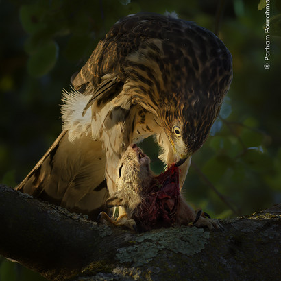 Parham Pourahmad ©, Wildlife Photographer of the Year