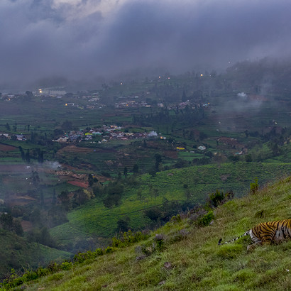 Robin Darius ©, Wildlife Photographer of the Year