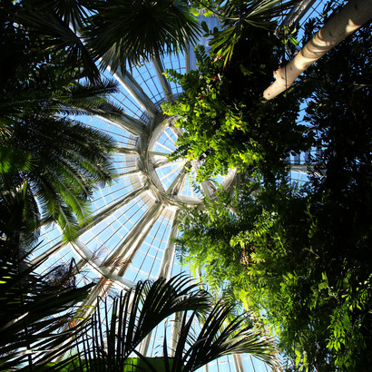 Palmehuset i Botanisk Have
