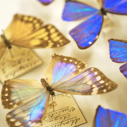 Sommerfugle i samlingerne på Statens Naturhistoriske Museum