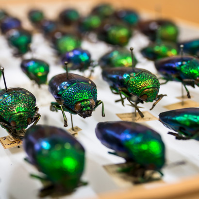 Pragtbiller i samlingerne på Statens Naturhistoriske Museum