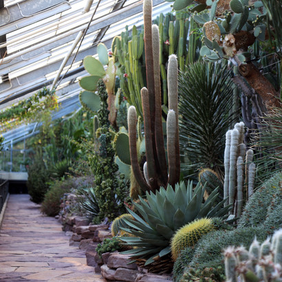 Sukkulenthuset i Botanisk Have