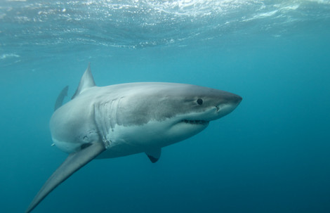 Great white shark by Alessandro De Maddalena