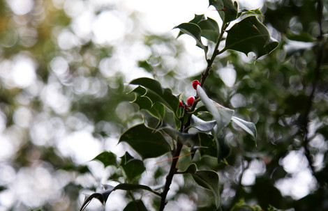 Vinterbær i Botanisk Have