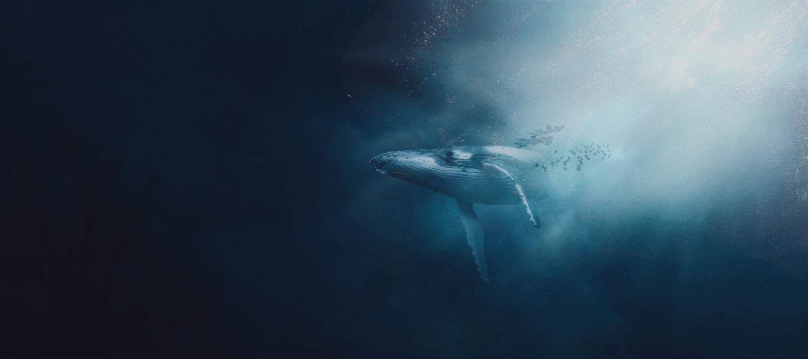 Whale