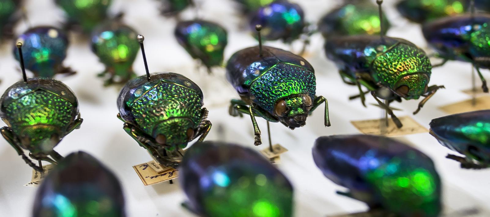 Pragtbiller fra magasinerne på Statens Naturhistoriske Museum