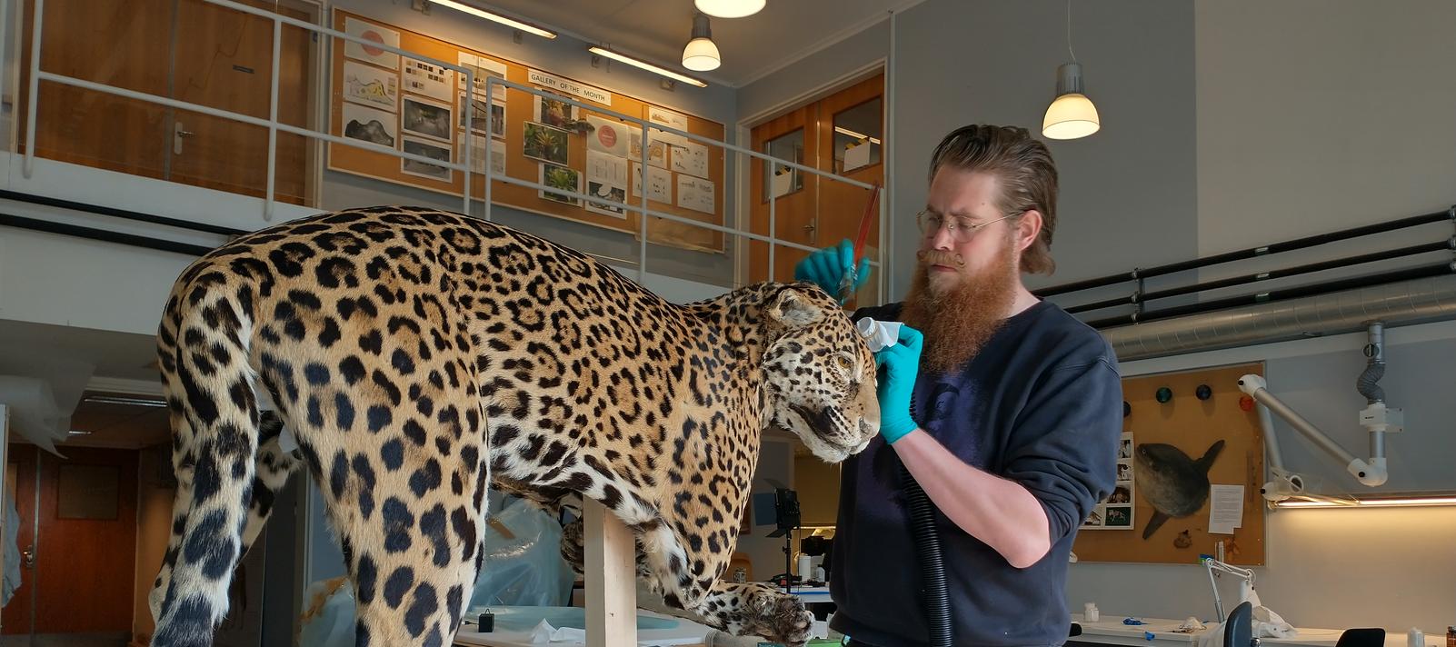 Afrensning af jaguar-monteringens pels med støvsuger og børstning. Fotograf: Mikkel Ege Bartholdy