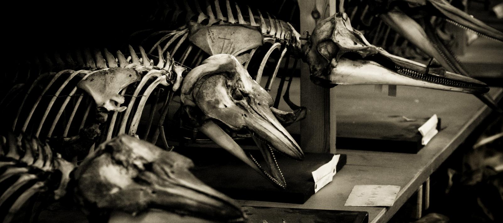Skeletter af delfiner i museets samlinger