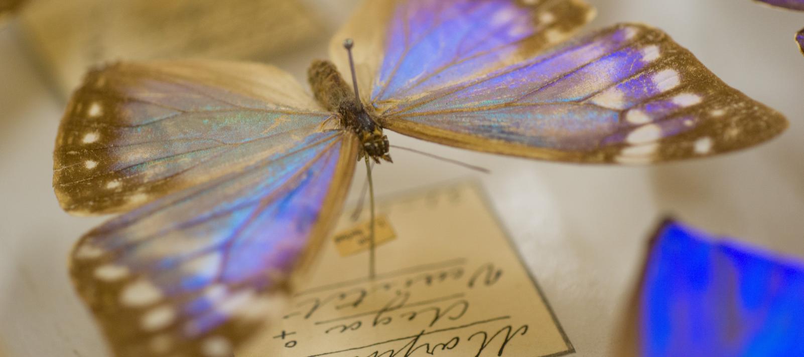 Sommerfugl i Statens Naturhistoriske Museums samlinger