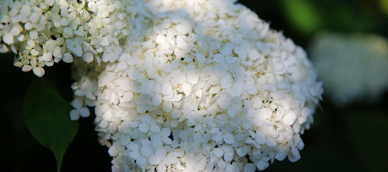 Hvid blomst