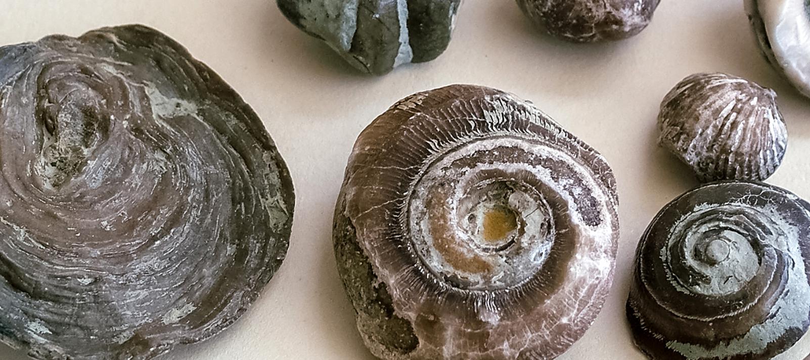 Fossils Gotland