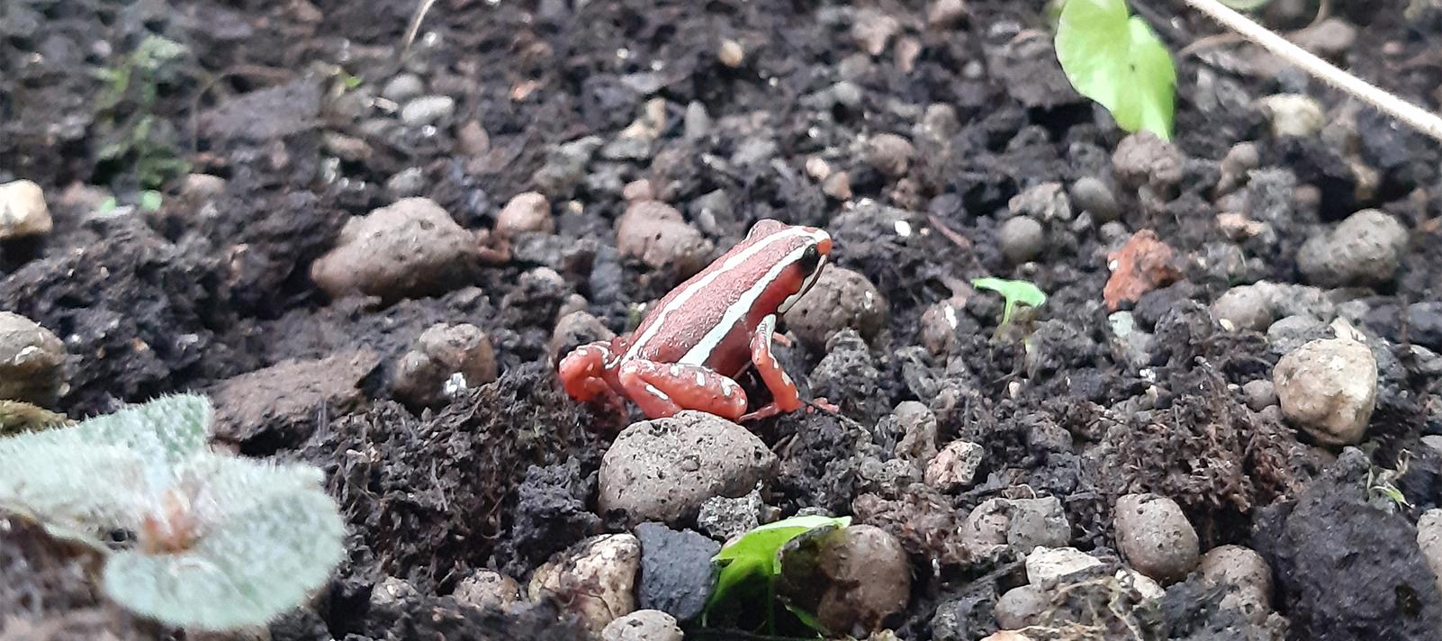 Frø i Palmehuset i Botanisk Have
