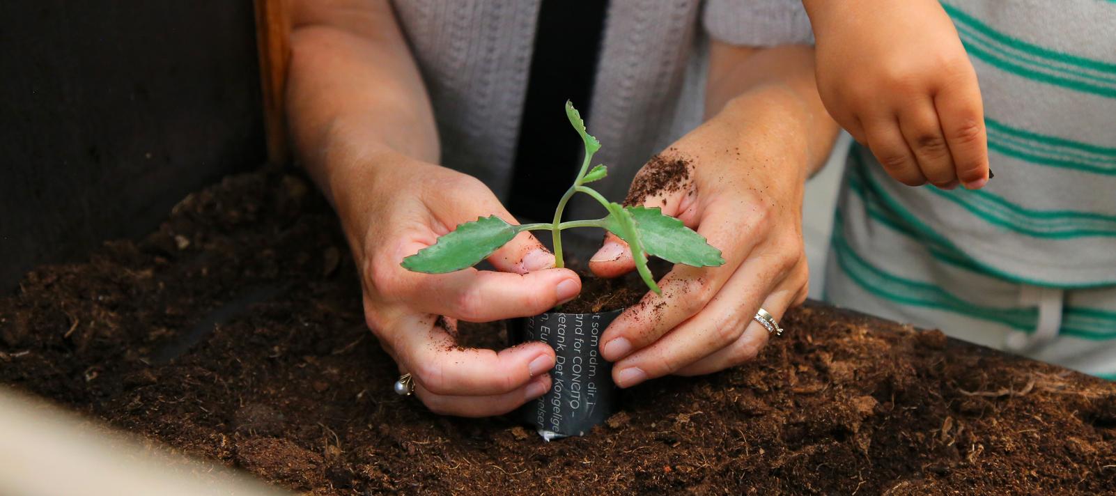 Hænder der planter stikling