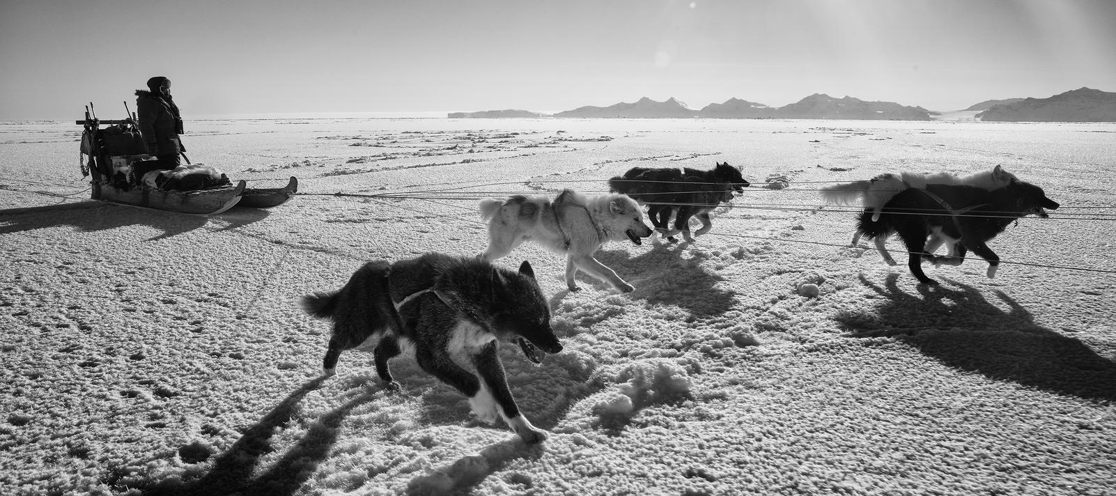Qimmeq - den grønlandske slædehund