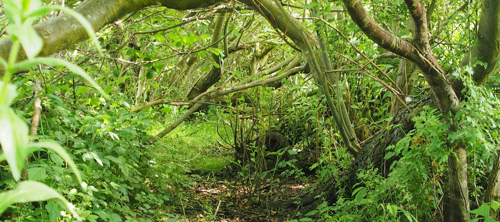 Vild dansk natur