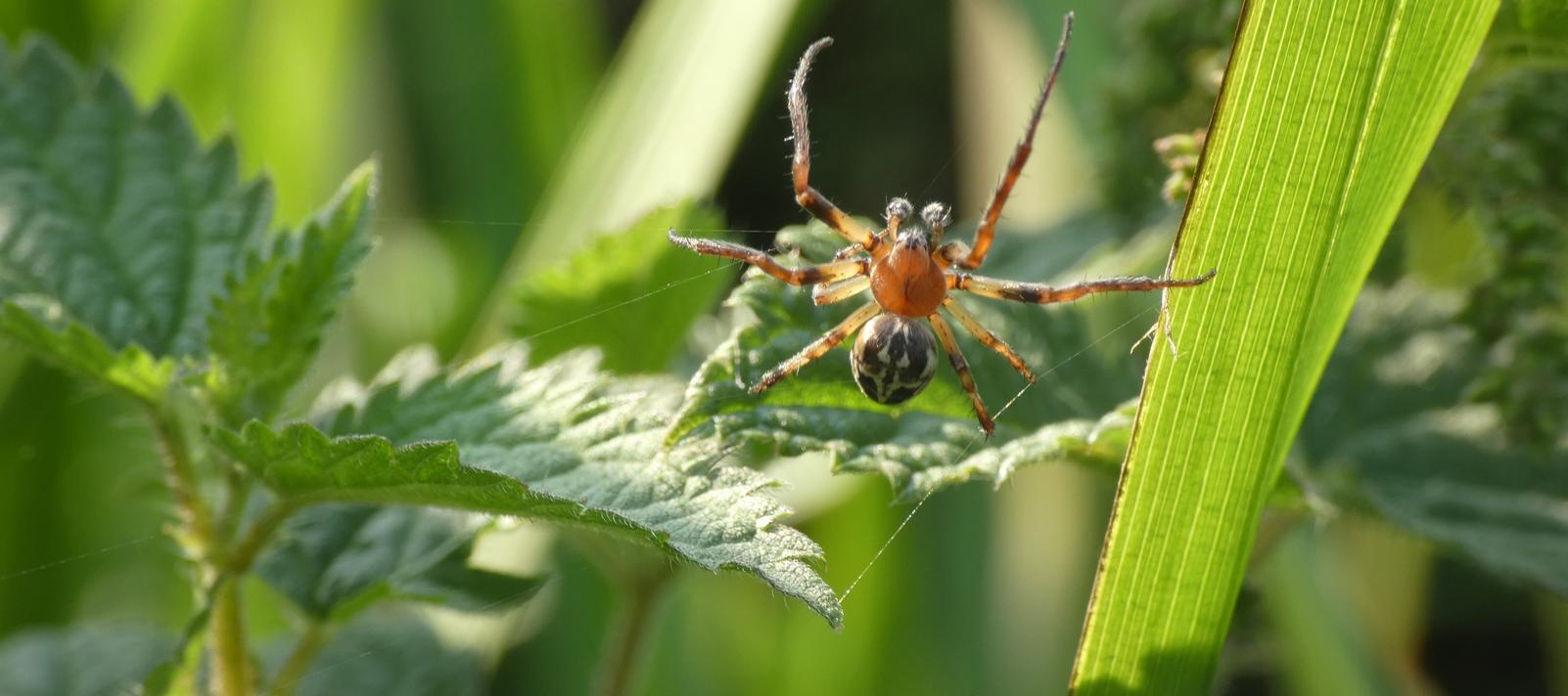 Sivhjulspinder