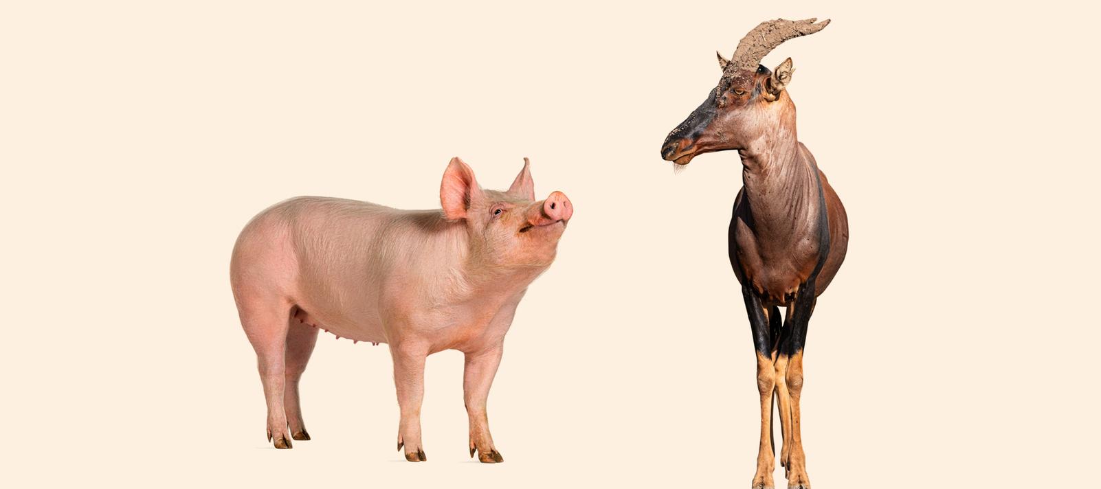 Gris og antilope